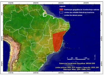 Cágado-amarelo endêmico do Brasil